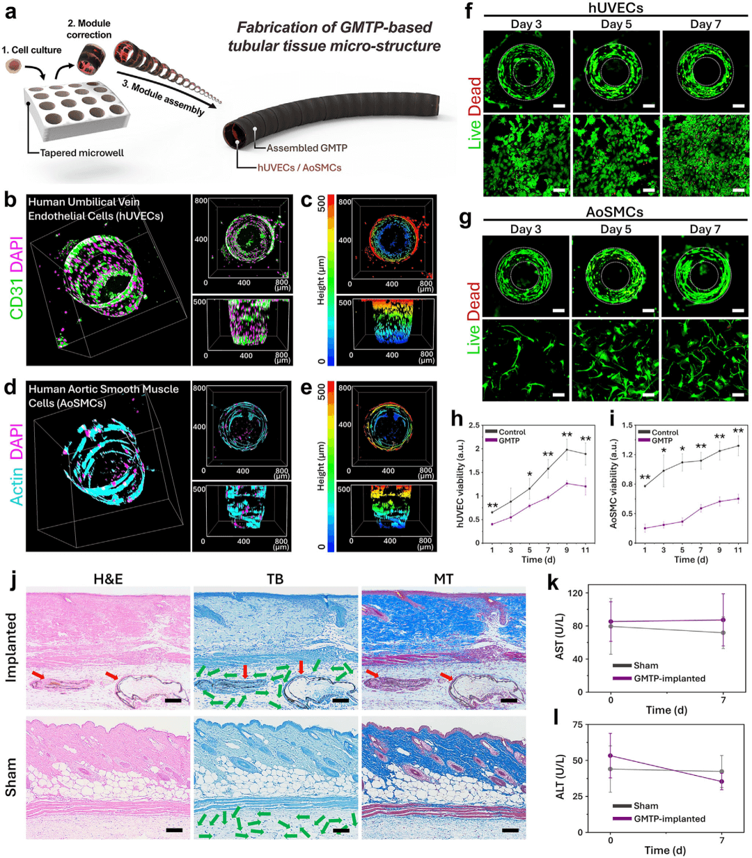 氧化石墨烯三维结构新突破：基于马兰戈尼效应的自支撑波浪式氧化石墨烯模块化锥形管制备技术