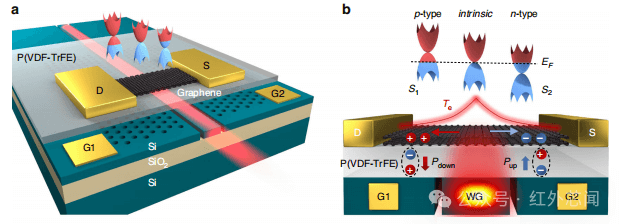 西工大等开发高性能片上石墨烯同质结近红外光电探测器