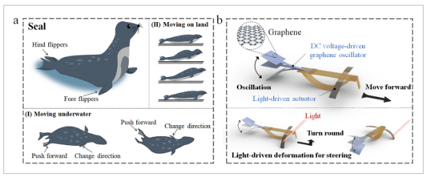 合肥工业大学《AFM》：受海豹启发！基于石墨烯的静电振荡软体机器人，具有光可调运动功能