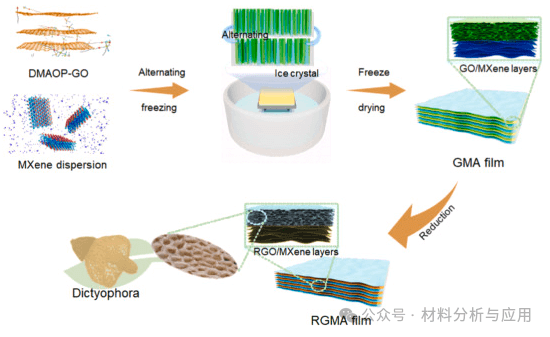西南交通大学《Carbon》：受竹荪启发的石墨烯/MXene气凝胶薄膜，用于可穿戴抗干扰设备