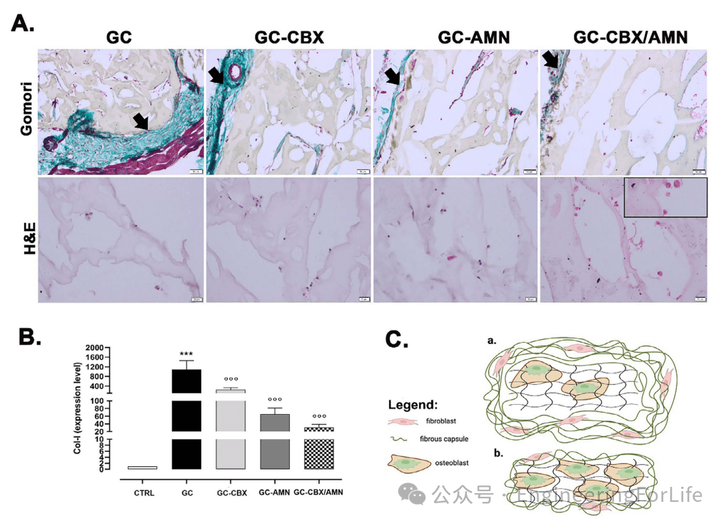 《AHM》：石墨烯纳米复合水凝胶增强成骨作用