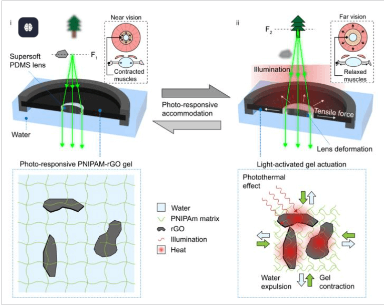 仿生软镜片可像人眼一样自动调焦，推动光驱动材料及下一代可穿戴技术发展