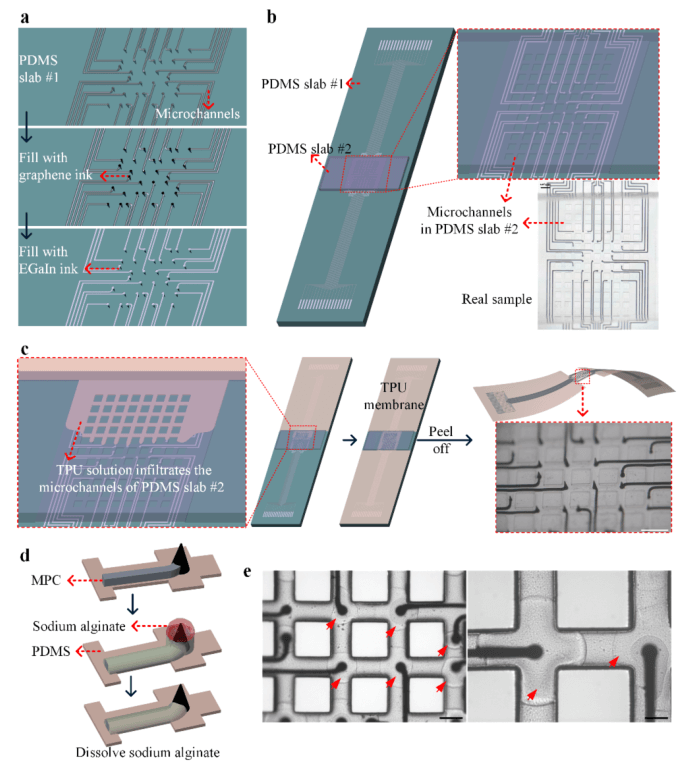 南科大蒋兴宇教授ACS Nano：新型弹性石墨烯微针网状接口实现神经类器官高精度电生理监测