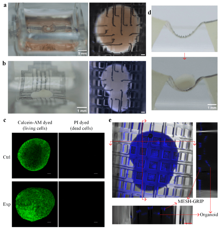 南科大蒋兴宇教授ACS Nano：新型弹性石墨烯微针网状接口实现神经类器官高精度电生理监测
