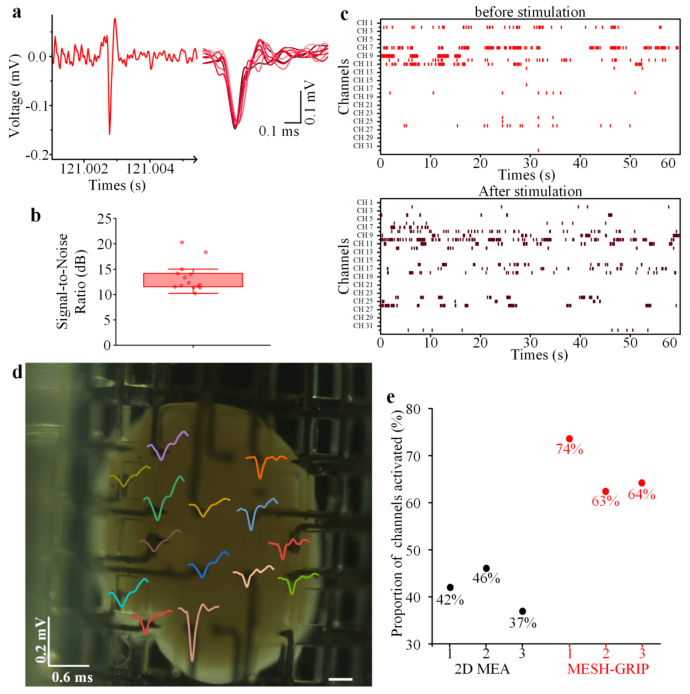 南科大蒋兴宇教授ACS Nano：新型弹性石墨烯微针网状接口实现神经类器官高精度电生理监测