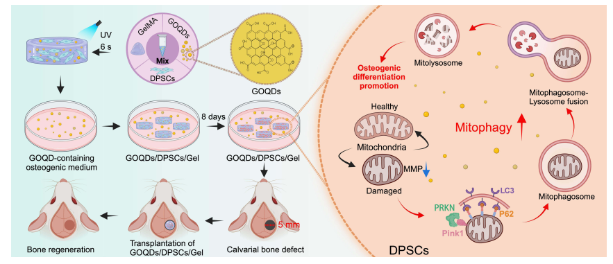 多孔GelMA负载氧化石墨烯量子点激活的牙髓干细胞促进骨再生