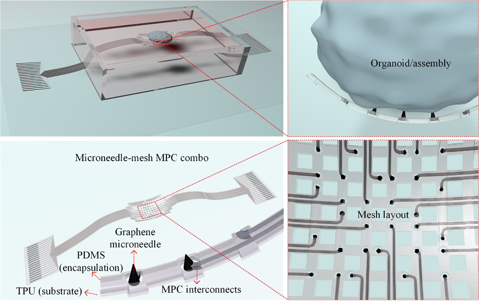 ACS Nano | 南方科技大学：适用于类器官复杂表面的石墨烯-液态金属三维柔性电极