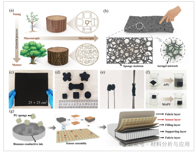 安农大《Adv Sci》：仿生多尺度石墨烯/聚氨酯海绵复合材料，用于柔性压力传感器和智能缓冲材料