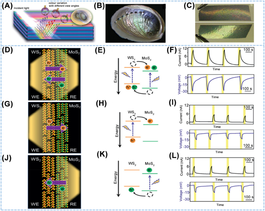 韩国成均馆大学Dae Joon Kang：利用二维材料赋能柔性能量采集应用