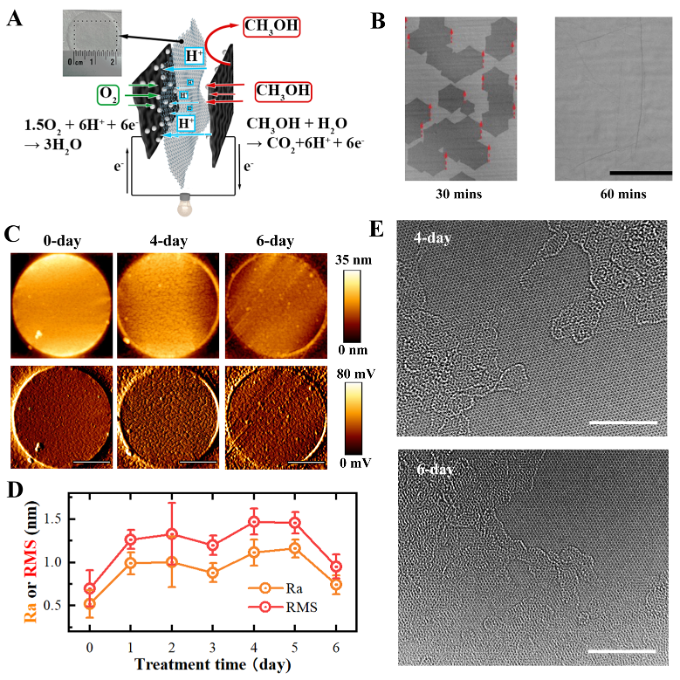 荷兰莱顿大学/北京大学/德国马普所冯新亮院士/张伟哲合作Nat. Commun.：单层功能化石墨烯薄膜材料直接应用于燃料电池