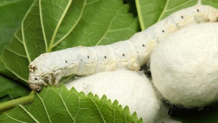 Silkworm-777x437.jpg