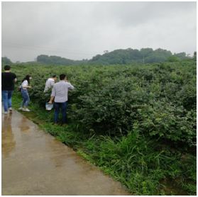 公司工会开展“夏季采摘蓝莓”活动