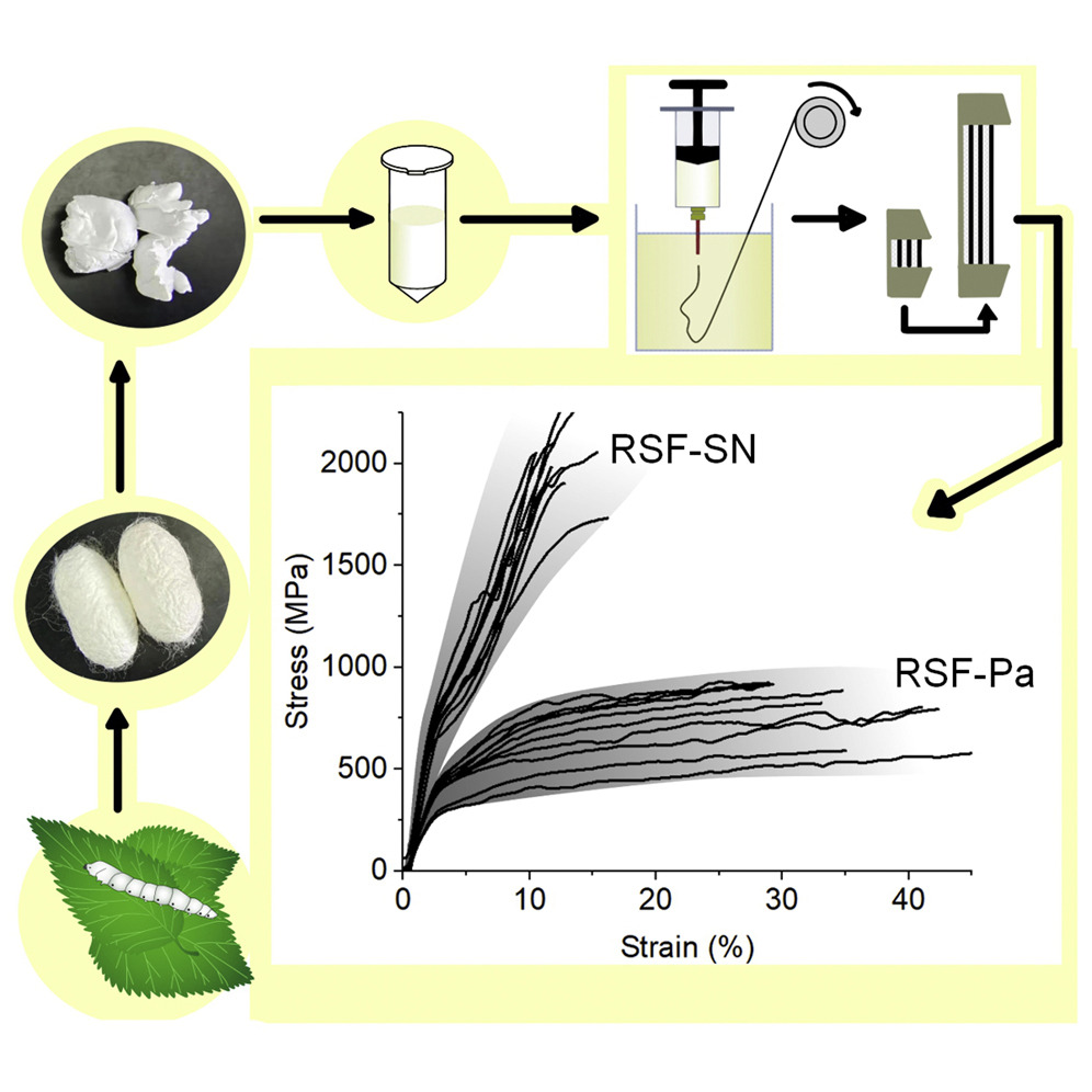 研究：经过化学处理过的蚕丝强度比蜘蛛丝高70%