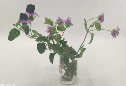 石墨烯气凝胶简介