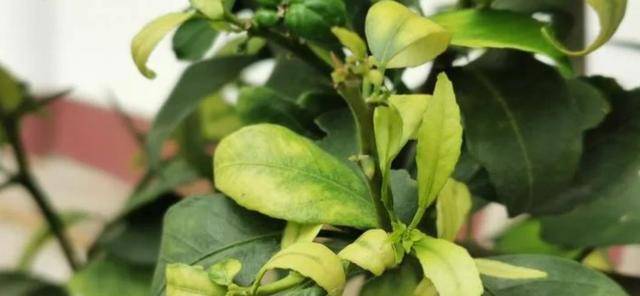 七水硫酸镁用来养花的几大好处，避免叶黄，让植物移栽更轻松