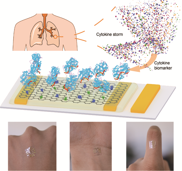 Advanced Functional Materials:基于石墨烯-Nafion复合薄膜的柔性可再生生物传感器