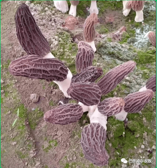 小小羊肚菌 致富新希望