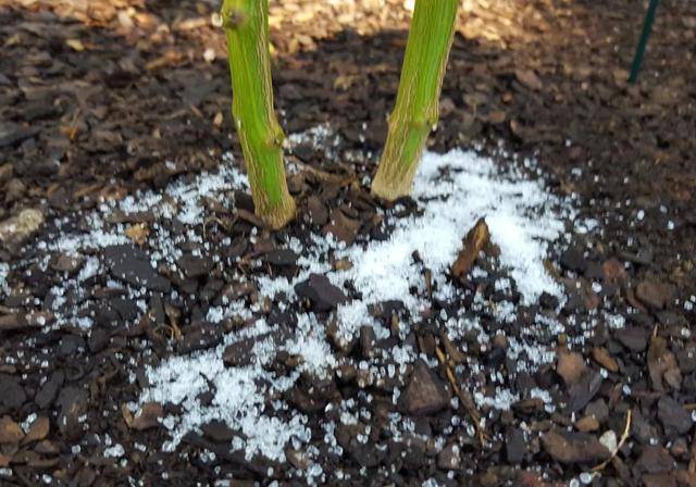 七水硫酸镁用来养花的几大好处，避免叶黄，让植物移栽更轻松