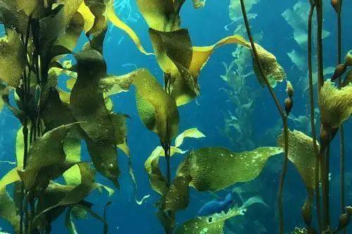 成功举办：抗菌抗病毒功能纺织开发高手云集！思路各放精彩！