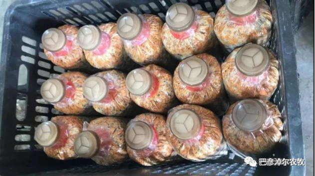 小小羊肚菌 致富新希望