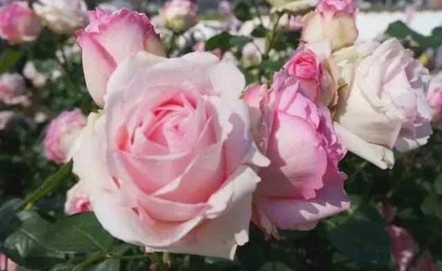 七水硫酸镁用来养花的几大好处，避免叶黄，让植物移栽更轻松