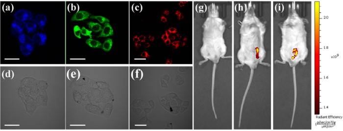上海理工大学王现英教授团队CHEM ENG J. ：基于热驱动高级氧化工艺绿色高效制备多色石墨烯量子点