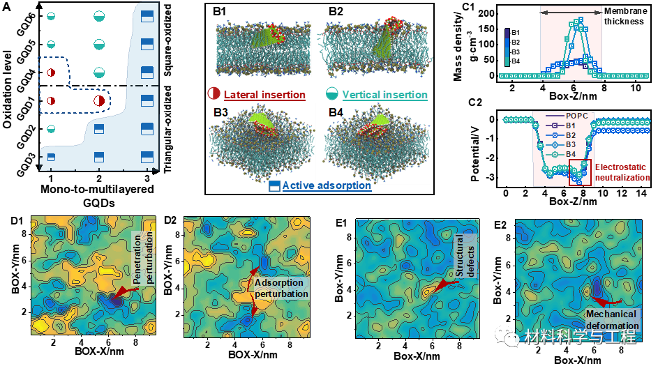 重庆三峡学院&广西大学《ASS》：石墨烯量子点自驱动实现低毒性跨膜