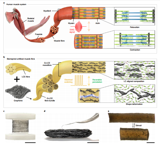 研究前沿：Nature Nanotechnology-人工肌肉 | 石墨烯液晶弹性体纤维