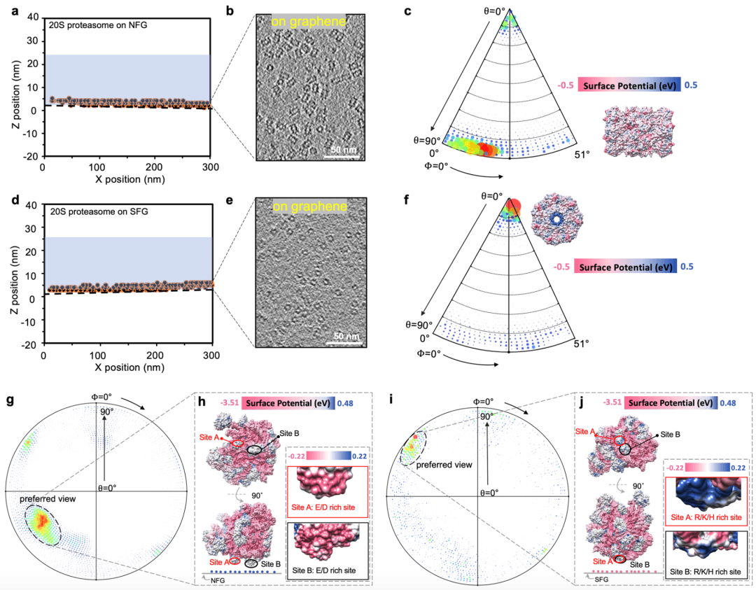 王宏伟/饶燏/彭海琳研发新型功能化石墨烯，改善冷冻电镜优势取向问题