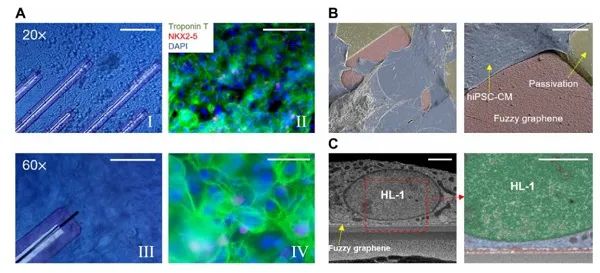 意大利理工学院大学&卡耐基梅隆大学Sci. Adv.:石墨烯微电极监测心肌细胞内动作电位
