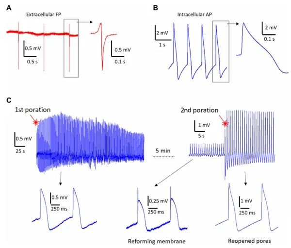 意大利理工学院大学&卡耐基梅隆大学Sci. Adv.:石墨烯微电极监测心肌细胞内动作电位