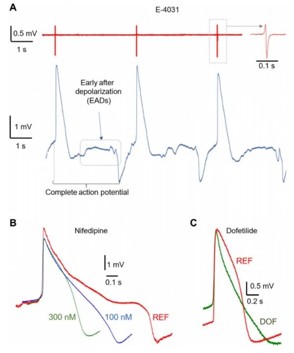 意大利理工学院大学&卡耐基梅隆大学Sci. Adv.:石墨烯微电极监测心肌细胞内动作电位