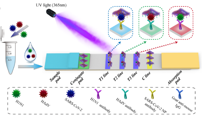 王升启课题组:基于氧化石墨烯负载多层量子点膜状标签的多重侧流免疫层析：一种快速和高灵敏检测多种呼吸道病毒的现场分析方法