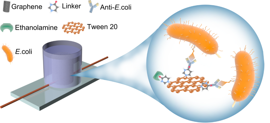吉大尹升燕团队: 基于石墨烯气凝胶实现对大肠杆菌的高灵敏痕量检测