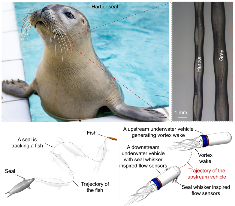 格罗宁根大学AFM封面论文 : 利用3D 打印石墨烯压阻式传感器解释波浪状海豹胡须的超灵敏尾迹跟踪能力