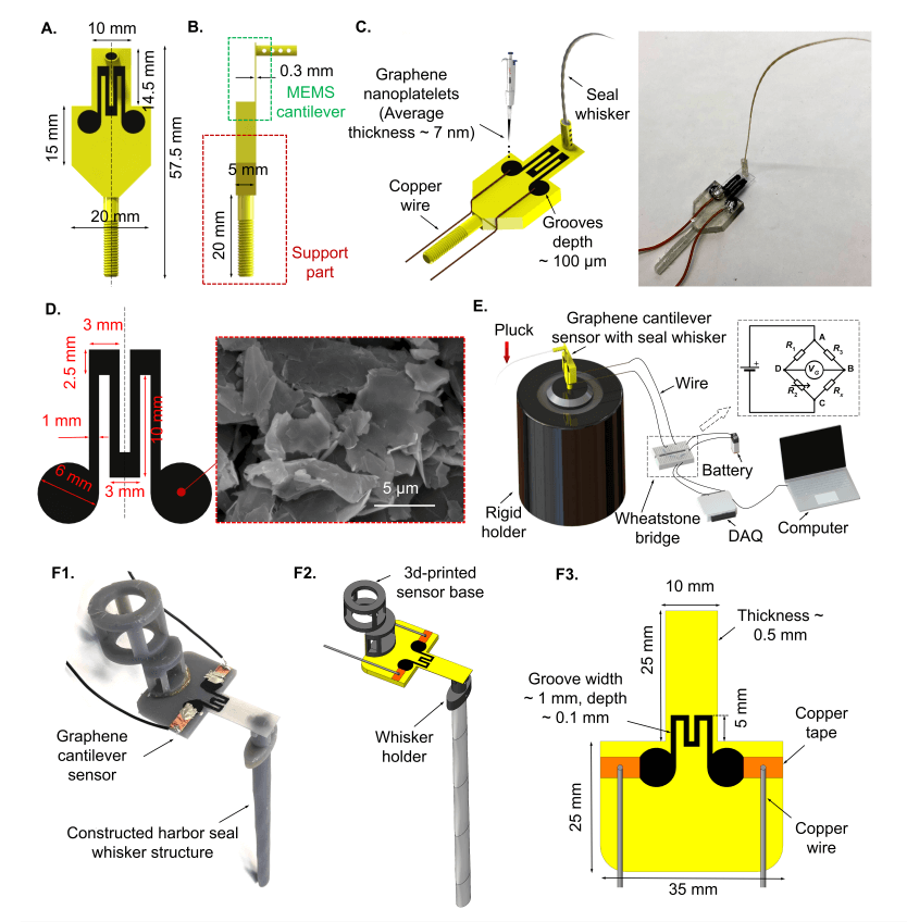 格罗宁根大学AFM封面论文 : 利用3D 打印石墨烯压阻式传感器解释波浪状海豹胡须的超灵敏尾迹跟踪能力