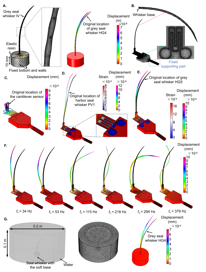 格罗宁根大学AFM封面论文 : 利用3D 打印石墨烯压阻式传感器解释波浪状海豹胡须的超灵敏尾迹跟踪能力
