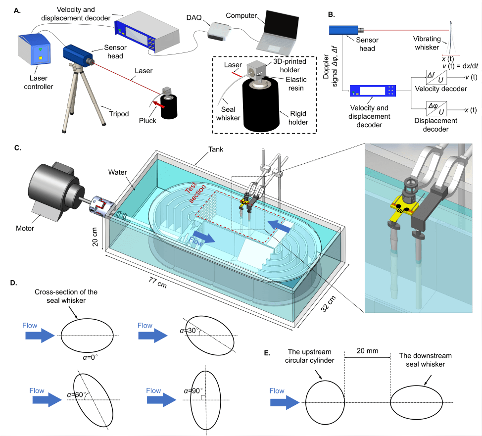 格罗宁根大学AFM封面论文 : 利用3D 打印石墨烯压阻式传感器解释波浪状海豹胡须的超灵敏尾迹跟踪能力