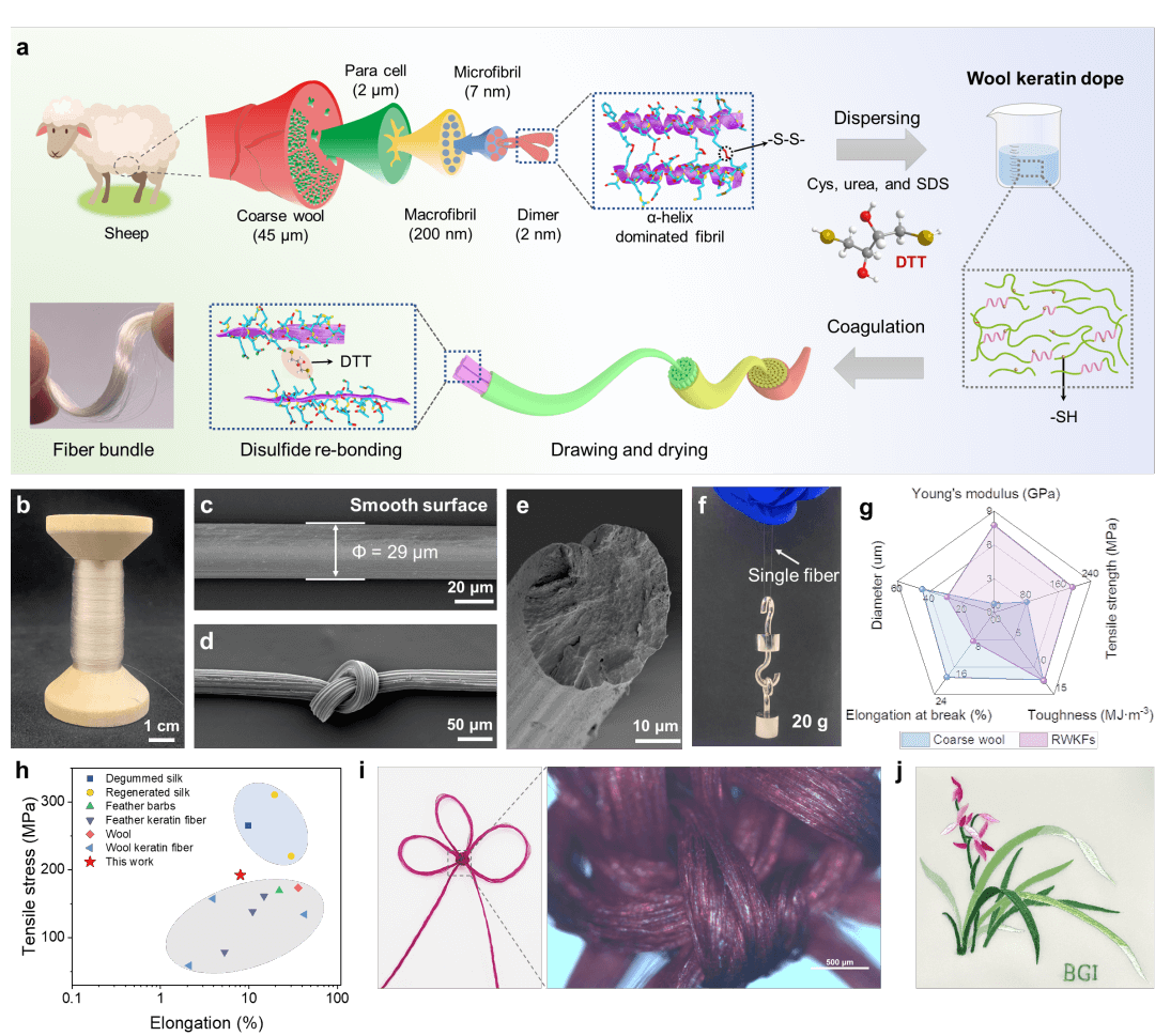 张锦院士-邵元龙团队AFM：二硫醇扩链增强再生羊毛纤维