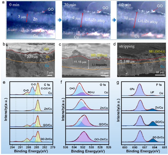 利用氧化石墨烯离子选择性构筑稳键的锂金属电池亲锂位点