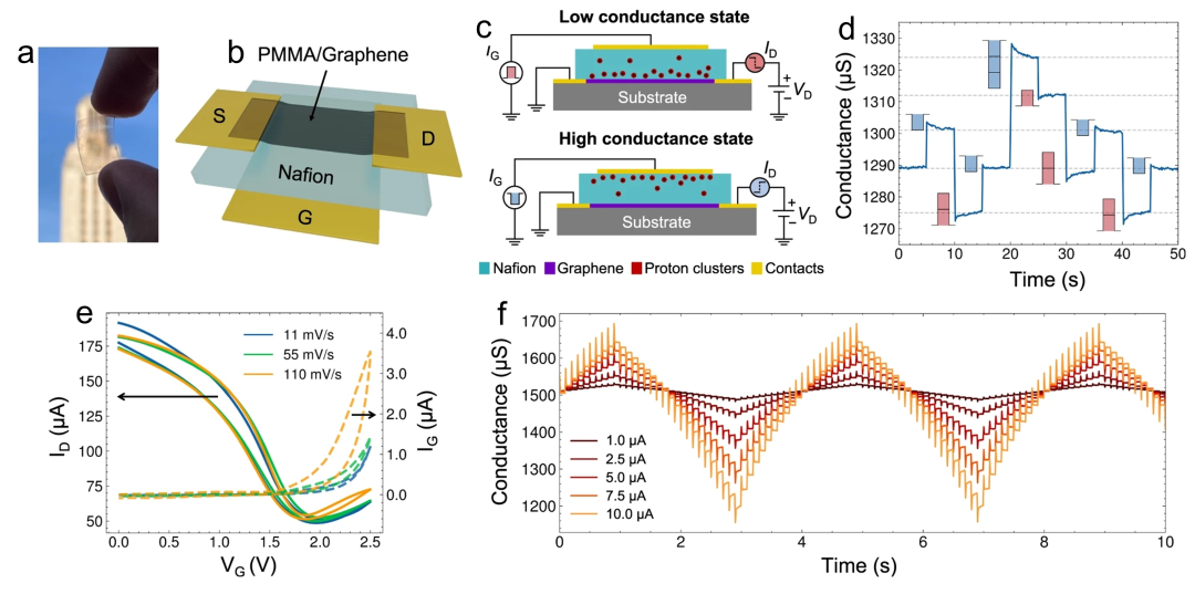 ACS Sensors | 济南大学逄金波-刘宏教授团队 | 石墨烯在人体五感、神经系统和人工肌肉中的应用
