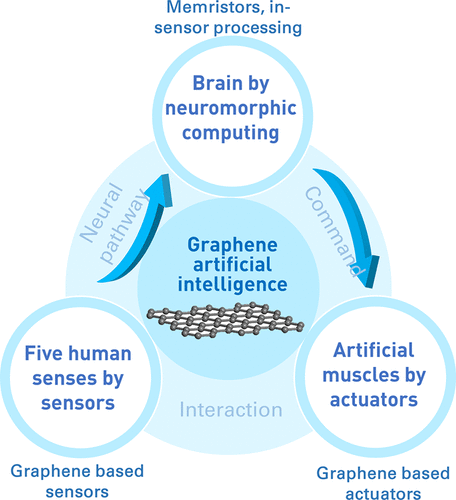 ACS Sensors | 济南大学逄金波-刘宏教授团队 | 石墨烯在人体五感、神经系统和人工肌肉中的应用