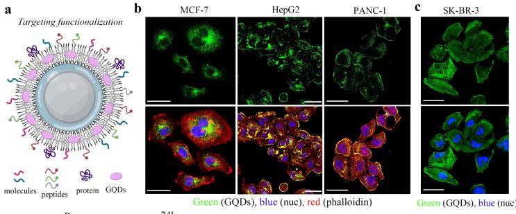 Adv. Mater.: 植入石墨烯量子点用于靶向增强肿瘤成像和局部药代动力学长期可化视
