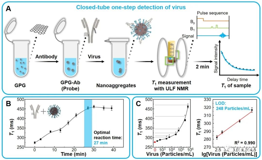 新型磁性生物传感技术可检测病毒和蛋白相互作用