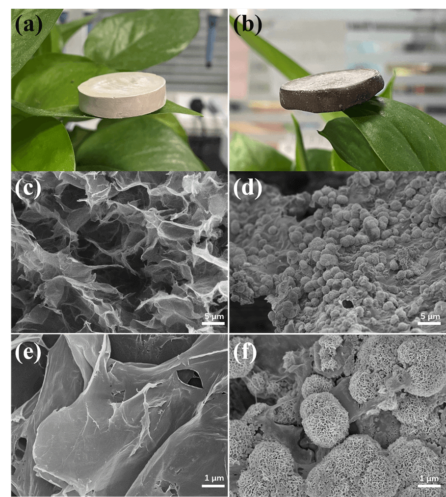 青岛大学魏刚团队: 纳米肽石墨烯复合气凝胶实现对污染物可持续吸附