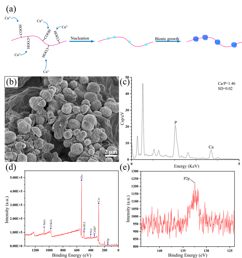 青岛大学魏刚团队: 纳米肽石墨烯复合气凝胶实现对污染物可持续吸附