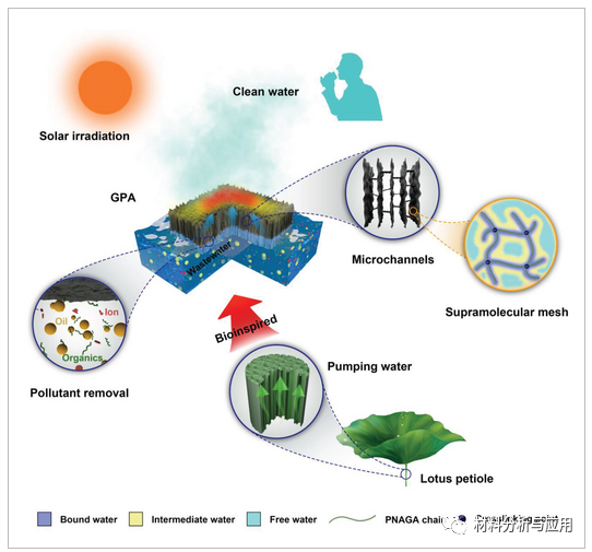 清华大学等《AFM》:受荷叶柄启发的石墨烯//PNAGA气凝胶太阳能蒸发器，用于水净化等
