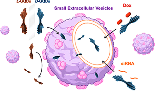 ACS Nano：手性石墨烯量子点可增强细胞外囊泡的载药量