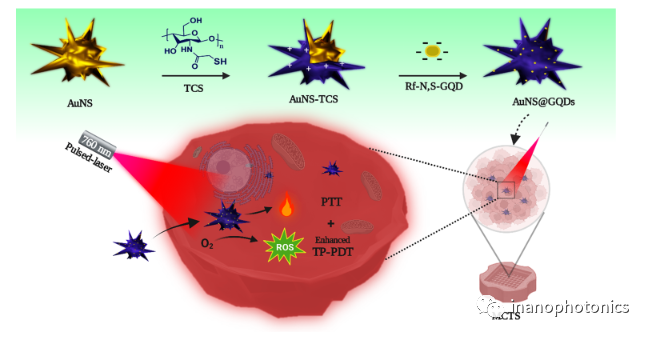 ACS AMI：利用金纳米星/石墨烯量子点纳米复合物探索低功率单脉冲激光触发的双光子光动力/光热联合治疗