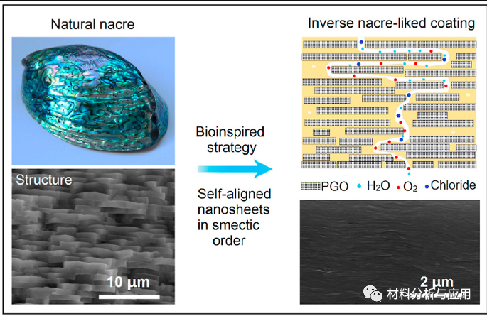 中科院宁波材料所《Carbon》：珍珠启示制备超耐腐蚀的石墨烯-环氧复合涂料